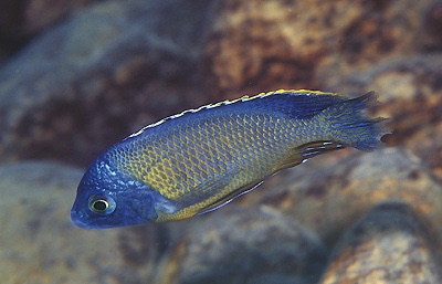 Protomelas sp. 'steveni imperial' Lumbaulo